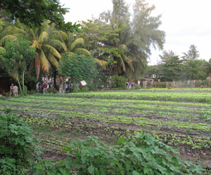 Food systems for the 21st Century